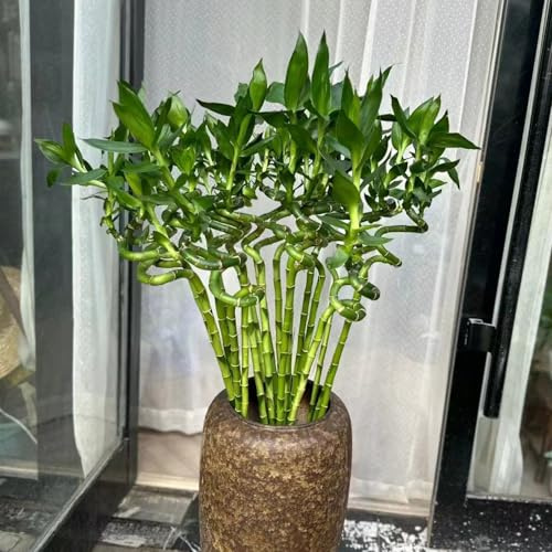 semi di bambù portafortuna ornamentale resistente giardino 400pcs