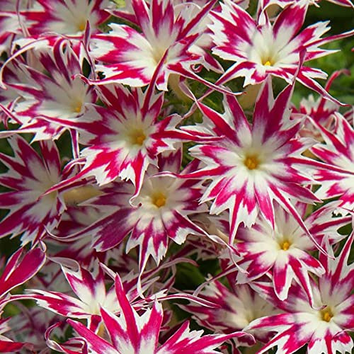 Park Seed Variety of Phlox Plant Seeds, Easy to Grow, Perfect for Spring Garden, Popstars Rose with Eye, Pack of 30