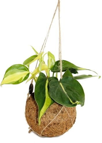 Kokodama – Philodendron-scandens Brasil i kokodama-behållare att hänga – tvåfärgad trädvän – ca. 13 cm