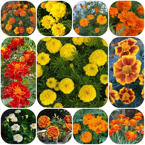 semi di calendula biologici - tagetes - tappezzante perenne resistente di calendula di calendula ornamentali, decorazione, 1200pcs