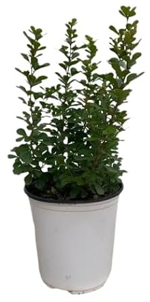 Buxus - Arbusto Natural Ideal para Setos de Jardín - Planta de Riego Moderado
