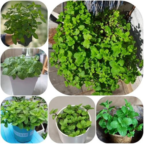 Semi di menta piperita menta piperita esotica balcone verdi coltivazione di giardino prodotti sostenibili rara resistenti per 900pcs