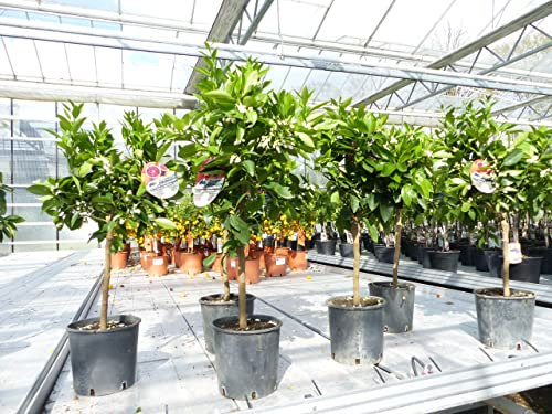 gruenwaren jakubik Citrus Sinensis Stamm Orangenbaum 80-90 cm Zitrus Orange Obstbaum