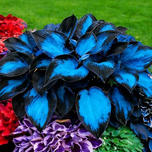 Mixrug Hosta Seeds for Planting, 300+pcs Rare Perennial Hosta Flower Seeds, Non-GMO Heirloom Long Blooming Plants Shaded Entry Pathway Flowers for Garden Outdoors