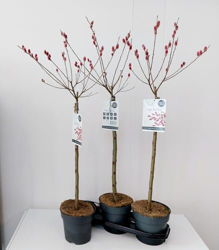 Rosa Riesen-Salweide Mount Aso Stämmchen 100-120 cm – Salix gracilistyla ‘Mount Aso’ – Zierweide mit rosa Weidenkätzchen – Winterblüher, pflegeleicht, ideal für Garten & Kübel