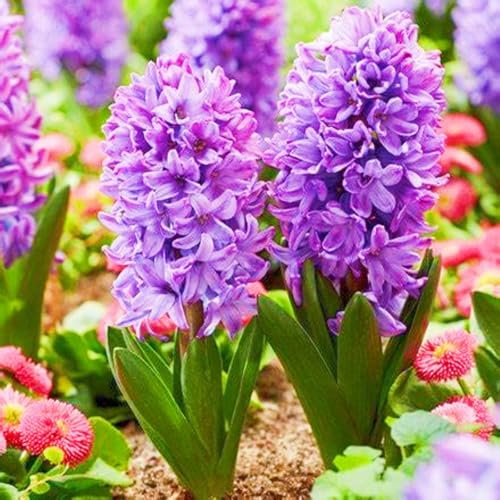 Hyazinthenzwiebel Winterhart MehrjäHrig Hyazinthe Kaufen Hyazinthen Pflanzen Winterhart,Hyazinthen Rhizome,Gärten Geschenk bereit MehrjäHrige Knollenpflanze Im Topf Pflanzen-2zwiebeln-c