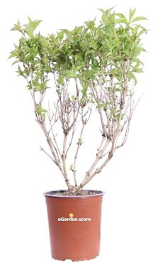 Pianta di Weigela diverse varietà pianta ornamentale da esterno giardino terrazzo balcone pianta vera da fiore vari colori venduta da eGarden.store (Weigela Praecox Red Prince)