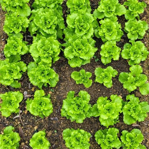 Semi di lattuga resistenti all'inverno, biologici, esotiche da orto invernale per il giardino 500pcs