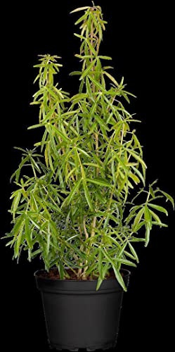 Choisya ternata 'Aztec Pearl' 40–60 cm – Immergrün, Mehrjährig, Pflegeleicht – Orangenblume – Zierstrauch für Beet & Kübel