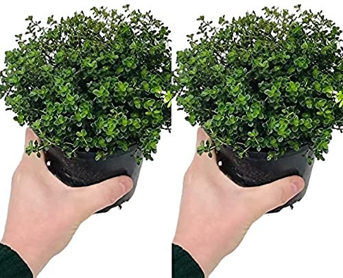 2 x Large Thyme - Silver Queen - Lemon Herb Plant in a 14cm Pot - Upright and Bushy Plants