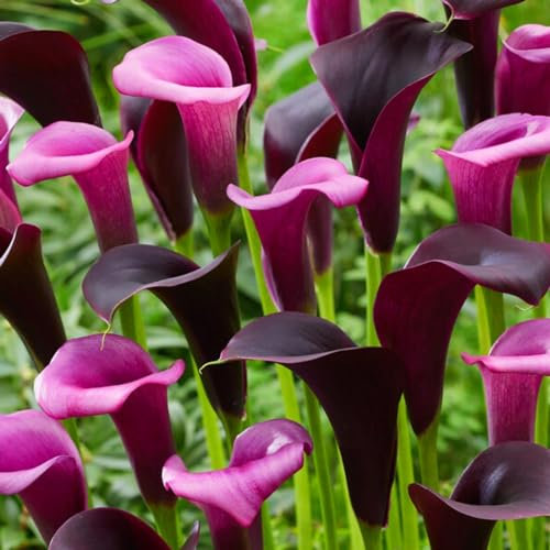 Calla lily Violet Mischung Sammlung, Zantedeschia Zwiebel, 5 echte und große Zwiebeln die mehr als 5 Blüten tragen, ideale für den Topf, Blumenzwiebeln aus Holland