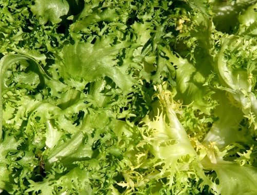 1 Pack of 150 SEEEDS Organic - Endive - CICHORIUM ENDIVIA