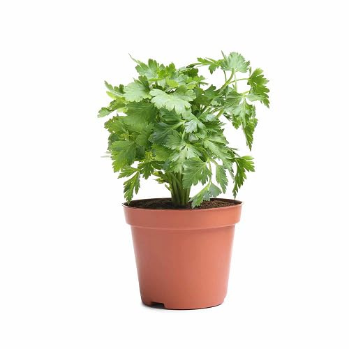 100 semi di prezzemolo verde