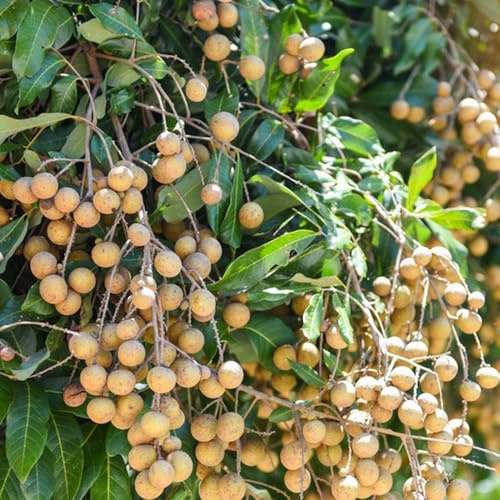 Semi di longan, frutto colonnare resistente Dimocarpus longan - giardino di resistenti per balconi vecchie varietà da frutto colonnari 30pcs