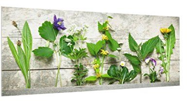 Bilderwelten Spritzschutz Glas - Heil und Wiesenkräuter - Panorama Quer, HxB: 40cm x 100cm