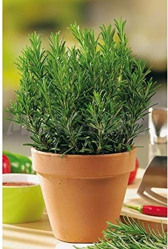 Semillas aromaticas - Romero - Mascarell