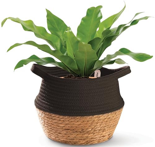 Praknu Cesto per Piante da Interno in Giunco Marino & Cotone Sostenibile - Piccolo Portavaso in Corda - Per Piante e Come Cesto Portaoggetti (Nero)
