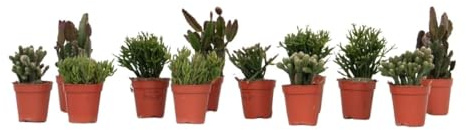 Plant in a Box - Cactus corail mix - Rhipsalis - Lot de 12 - Hauteur 8-12 cm - Pot 5.5 cm - Plante d’intérieur cactus facile d’entretien