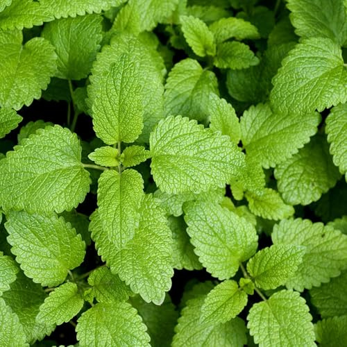 TomorrowSeeds - Lemon Balm Seeds - 3000+ Count - For 2026 Planting USA Garden Vegetable Organic Lemon Mint Herb Summer Organic Non-GMO Heirloom Grow Your Own Home Farm Patio Healthy Sustainable Living
