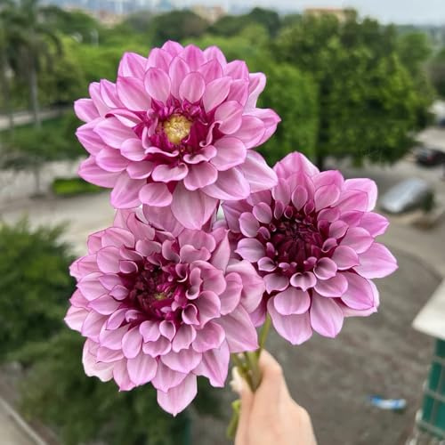 tubérculos de dalia resistentes - Decoración jardín exteriores 5pcs