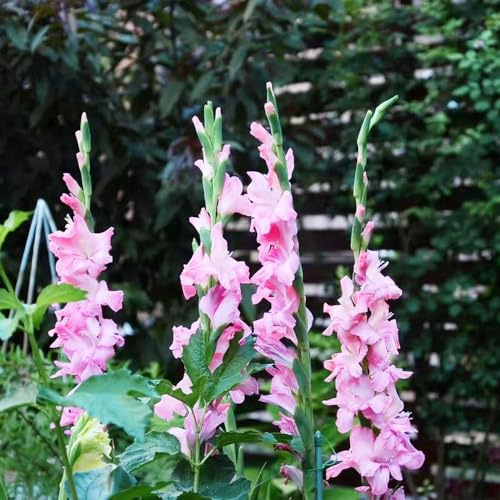 bulbi di gladiola resistente - Decorazione balcone 6pcs