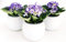 POWERS TO FLOWERS - SAINTPAULIA VIOLA/BIANCA, 3 PIANTE VASO CERAMICA SFERICO BIANCO, VIOLETTA AFRICANA, pianta vera
