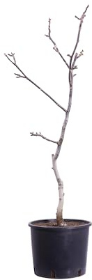 Pianta da Frutto Nana Albero Nano da frutto pianta nana da coltivare in vaso età 3 anni ottima fruttificazione pianta vera venduta da eGarden.store (Noce - Chandler)