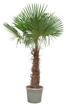 Kinesisk hamppalm Trachycarpus fortunei – vinterhård – 270 cm höjd – Ø 55 cm – exotisk trädgårds- och terrassväxt – lättskött och robust