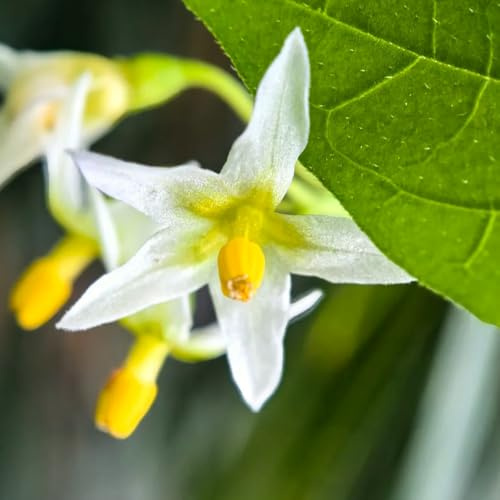 semillas de solanáceas, de balcón Balcón con parterre el jardín resistentes semillas silvestres jardín rocas 100pcs