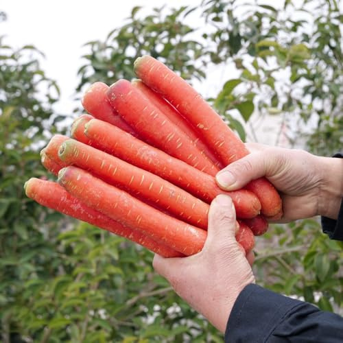 semi di carota biologici - balcone giardino, resistenti 1200pcs