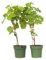 Plant in a Box - Weinmix - Vitis ‘Himrod’ und ‘Vanessa’ - 2er Set - ⌀21cm - Höhe 60-75cm
