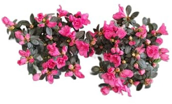 Azalea Flor Rosa | Set 2 Unidades |DECOALIVE |Plantas Vivas y Naturales