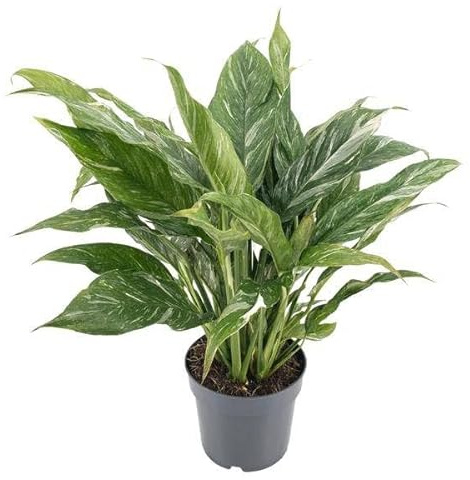 Spathiphyllum variegata 'Diamond' Einblatt Zimmerpflanze Ø14 cm ca. 55 cm