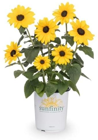 Planta de Girasol Solaris Natural Elegancia y Frescura en tu Terraza