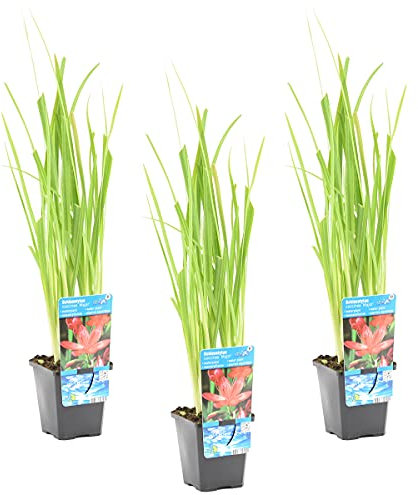 Bloomique - Lot de 3 - Schizostylis 'Mrs Hegarty' - Lis des Cafres rose - Glaïeul des marais - Plantes de bassin - Plantes aquatiques - Résistante au gel - 10-20 cm de haut - Pot 9 cm