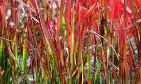 Generisch Japanisches Blutgras 'Red Baron', 1L Topf, 40 cm Höhe, winterhart, violett, sonniger Standort