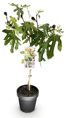 Ficus carica Little Miss Figgy - Terrassväxt - Lövfällande - Härdig - Grön frukt - 80-90cm - Ø19cm - Trädgårdsväxt