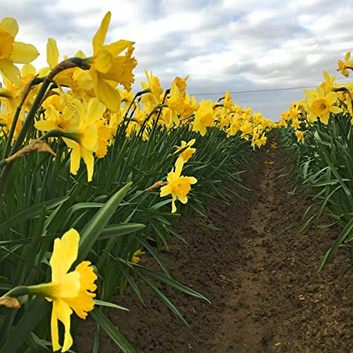 30 Bulbs of Large-Cupped Daffodil/Narcissus (Carlton) Includes Postage