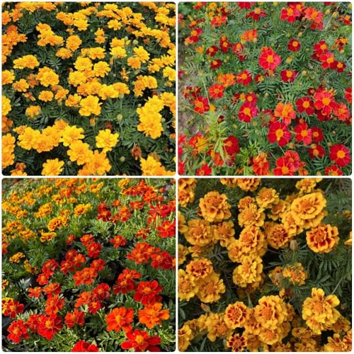 Semi di calendula - da giardino resistenti Tagetes patula - semi di resistenti decorazione da giardino per esterni 250pcs