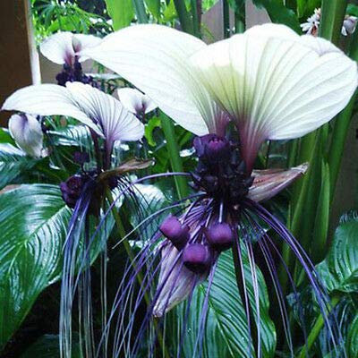 Tacca integrifolia graines blanches chauve-souris Fleur Papillons Rare Unique Attire (5)