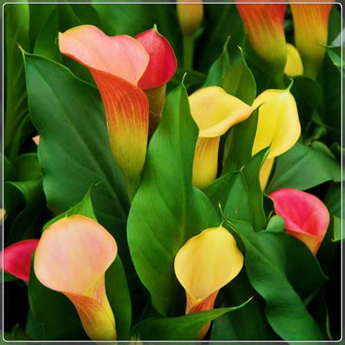Calla Lily Bulbs-Calla Lily Plant Calla Lily Bulbs for Planting Now UK,Garden Flowers,Wedding Flowers,Plant Bulbs,Hardy Perennial-4bulbs-d