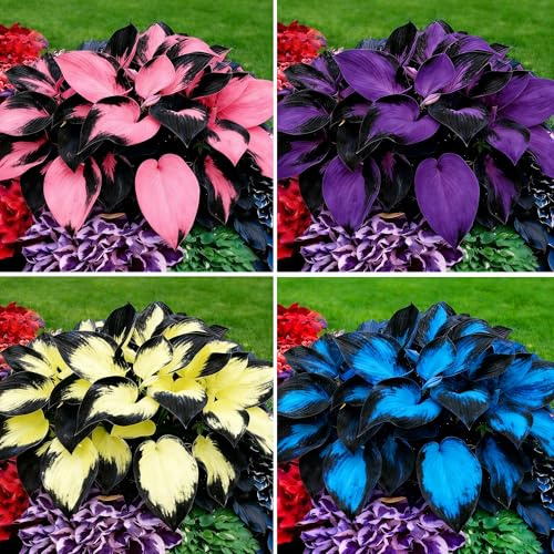 Mixrug Hosta Seeds for Planting, 297pcs Non-GMO Heirloom Perennial Hosta Flower Seeds, Long Blooming Plants Shaded Entry Pathway Rare Flowers Beauty Home Garden for Outdoors