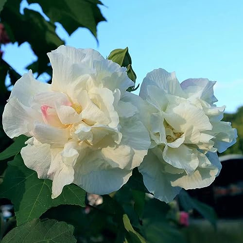 600 Pcs Hibiskus Pflanze Winterhart Pflanzen Für Sonnige Plätze Hibiskus Gartenblumen, Seltene Pflanzen Sträucher Winterhart Blühend Winterharte Pflanzen Für Garten Herbst Deko Blumen