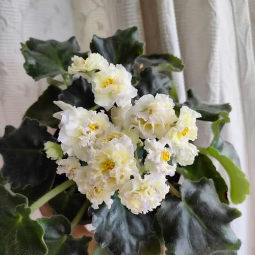 Usambaraveilchen samen, Saintpaulia ionantha samen zimmerpflanzen wohnzimmer seltene pflanzen draußen gartenpflanzen ausgefallene garden hochbeet stauden pflanzensamen, balkonpflanzen 80pcs