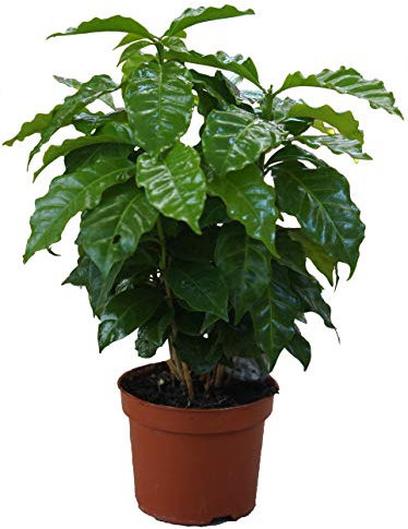 Echter Kaffee Pflanze, (Coffea arabica), Zimmer und Kübelpflanze, (1 Pflanze)