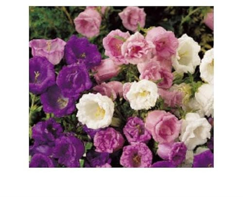 Pcs - 35x Campanule Doppelblumig Mixte - Graines Plant Fleurs Jardin KS43 - Seeds & Plants Shop by Ipsa