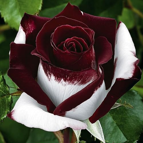Raro Rose bulbi,piante erbacee Resistenti perenni,bulbi da fiore a fioritura primaverile,adatti per la semina immediata,Rose pianta vera(non artificiali)-1 Rizoma-C