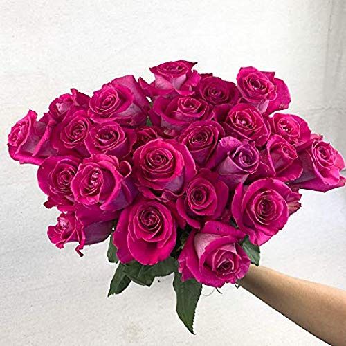 Fresh Cut 24 Pink Roses - Fresh from the Farm Pink Rose Bouquet – Hand-Selected Long-Lasting, Gift and Home Decor Perfect Fresh Flowers |20 Long Stems No Vase-2 Dozen | Flowers Gift