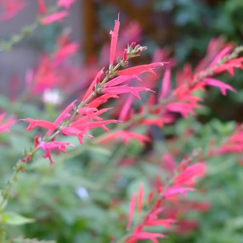 comprar semillas de salvia, resistentes Decoración jardín para exteriores mariposas silvestres jardín rocas 200pcs