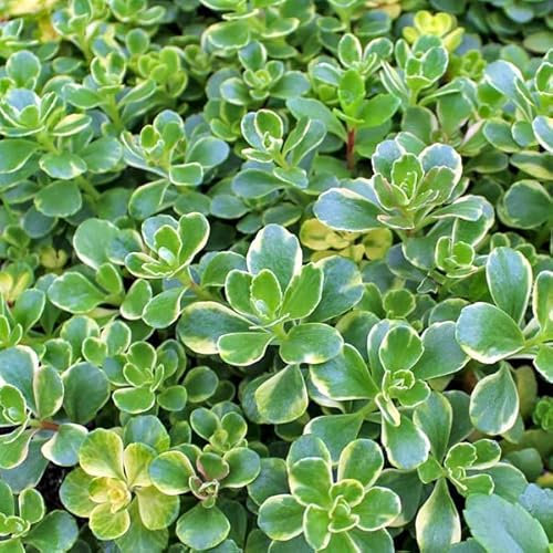 6 x Orpin du Kamtschaka 'Variegatum' - Sedum Kamtschaticum - Godet 9x9 cm, Feuillage Panaché, Résiste au Gel